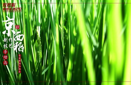 《致匠心 海淀非遺記憶》 京西稻