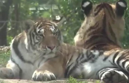 第51個(gè)世界環(huán)境日 中國(guó)珍稀保護(hù)動(dòng)物物種不斷豐富