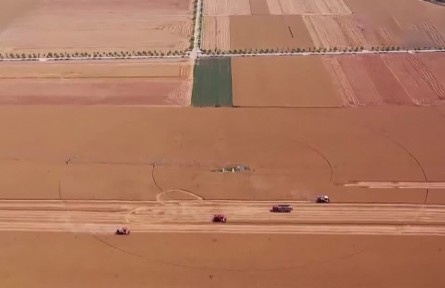 開秤啦！2022年夏糧上市呈現(xiàn)“三高”新變化