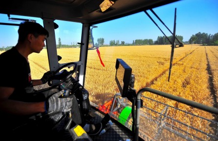 河南濮陽：黃河故道麥?zhǔn)彰?></a></td>
<td align=