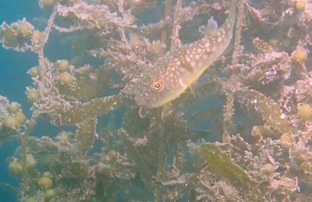 廣東深圳鹽田：“水下森林”構(gòu)建獨(dú)特“藍(lán)碳”海洋生態(tài)環(huán)境