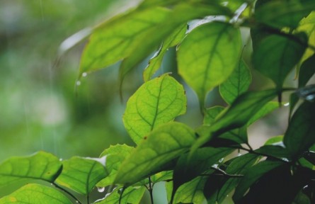 詩詞里的二十四節(jié)氣之芒種