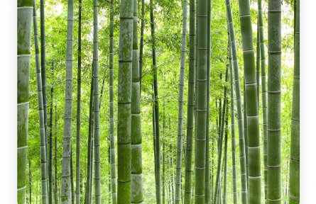 名言 | 蘇軾：君子以其身之正，知人之不正；以人之不正，知其身之所未正也