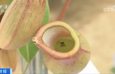 辟謠 | 驅蚊草、迷迭香……驅蚊捕蟲植物火了！真的能趕走蚊子嗎？