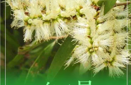 物種故事 | 白千層：在逆境里頑強(qiáng)生長