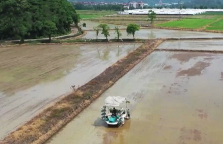 浙江臨海：搶抓農(nóng)時 單季晚稻插秧忙