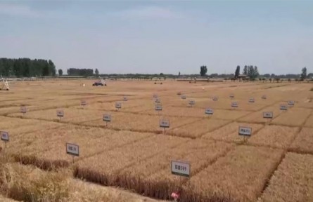 河南延津：國(guó)家現(xiàn)代農(nóng)業(yè)產(chǎn)業(yè)園53.5萬(wàn)畝小麥喜獲豐收