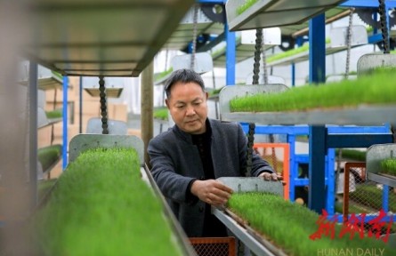 湖南岳陽金興村：誰知盤中餐，粒粒皆“智慧”