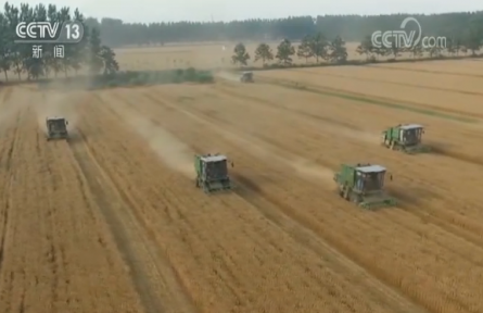 全國(guó)小麥機(jī)收過六成 品質(zhì)提升保糧食安全