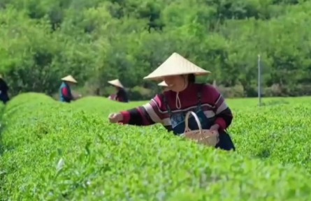 浙江安吉：一片綠葉守護的深情