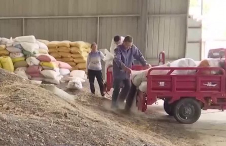 2022年全國夏收油菜籽產銷兩旺