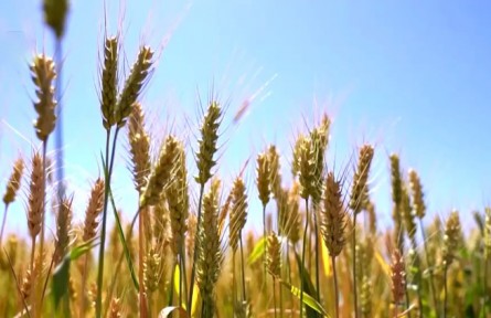 青海：17萬(wàn)畝冬小麥豐收在望