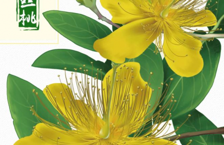 物種故事 | 金絲桃：燦若金絲，迎風(fēng)起舞，我是夏日里亮麗的風(fēng)景