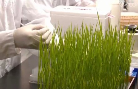 我國科學家發(fā)現(xiàn)調(diào)控水稻高溫抗性新機制