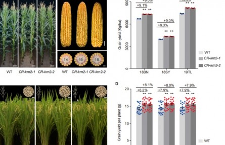 《科學》雜志在線發(fā)表我國科學家科研成果 發(fā)現(xiàn)可同時提高水稻玉米產(chǎn)量關鍵基因