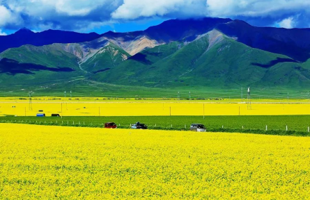 青海門源：這里有清涼世界的美麗花海