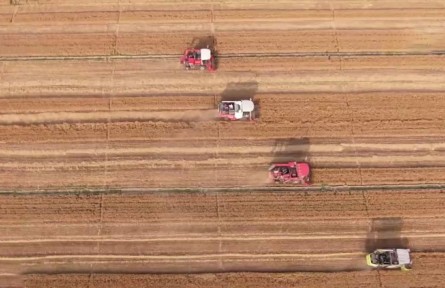 河北：3350萬(wàn)畝小麥陸續(xù)收獲 機(jī)收進(jìn)度近九成