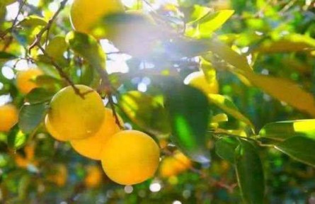 浙江常山探索實踐“兩山轉(zhuǎn)化”新打法