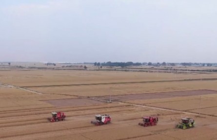 “科技范兒”貫穿小麥豐產(chǎn)豐收全鏈條