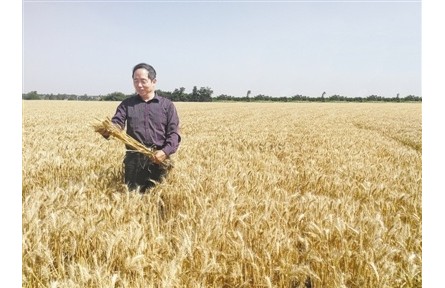 “農(nóng)民教授”吉萬(wàn)全：育出陜西“最貴”的小麥種子