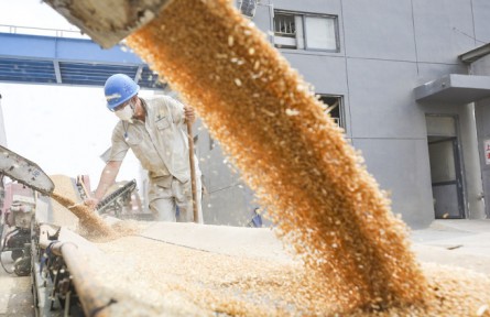 國家糧食和物資儲備局：2022年夏糧收購進度加快