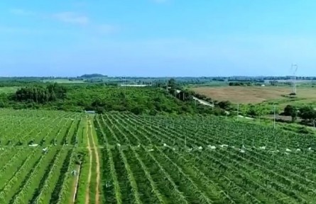 海南率先在全國推廣博士科技農(nóng)莊