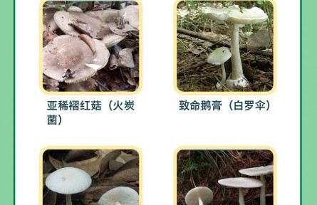 辟謠 | 男子用銀鐲試野蘑菇，仍中毒進(jìn)醫(yī)院！判斷毒菌有兩大金標(biāo)準(zhǔn)