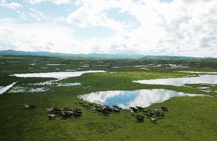甘肅瑪曲：黃河，從這里清澈流過