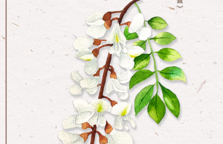 物種故事 | 刺槐：槐花滿院氣，松子落階聲