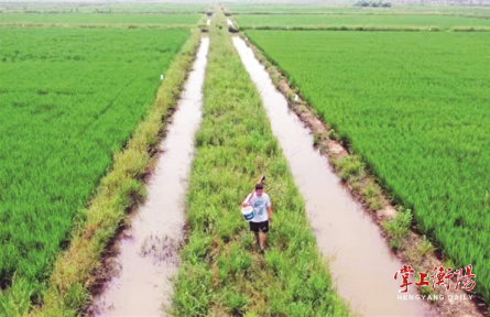 湖南衡陽：“三夏”時節(jié)，農(nóng)技專家多“錦囊”