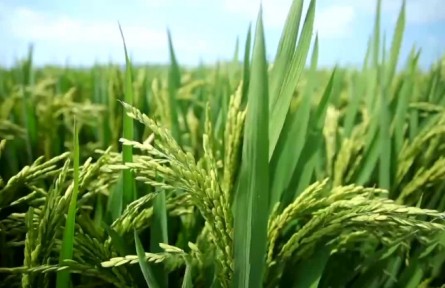 為未來育種！端牢中國飯碗