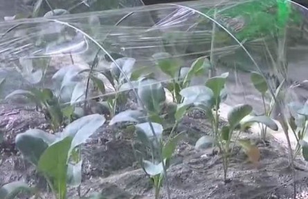 甘肅榆中：高原夏菜上市季 科技助力長勢好