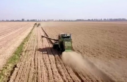 河南：優(yōu)質(zhì)麥“長(zhǎng)”出好效益 激發(fā)種糧積極性