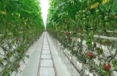 聚焦“農(nóng)業(yè)數(shù)字化技術員”：“一塊屏”背后的生產(chǎn)方式之變