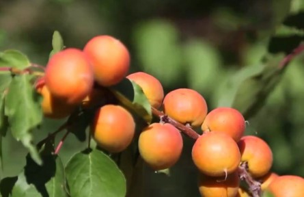 新疆：伊犁河谷樹(shù)上干杏進(jìn)入豐收季