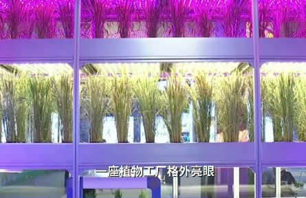 曬曬咱的國(guó)之重器：植物工廠水稻育種加速器