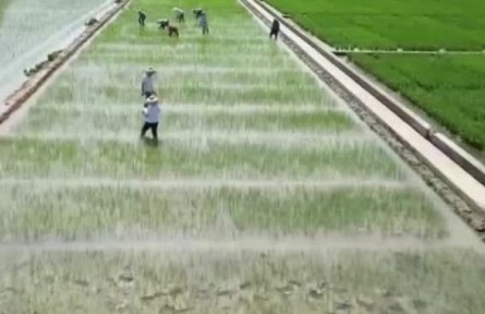 安徽：不負重托 多種糧 種好糧