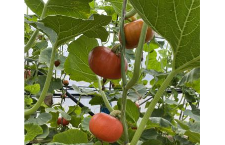 農(nóng)業(yè)新技術京郊首次應用，無土栽培貝貝南瓜在北京市順義區(qū)試種成功