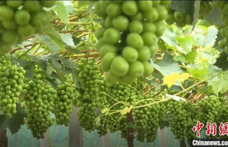 職業(yè)新農(nóng)人朱曉?。鹤屍咸烟偕辖Y(jié)“金果”