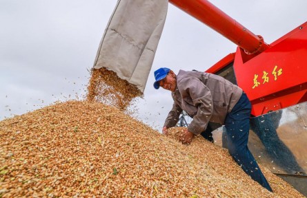 沉甸甸的豐收——記今年我國(guó)夏糧增產(chǎn)背后的故事