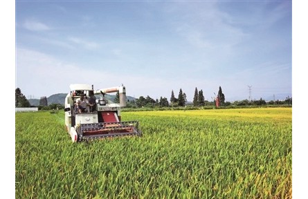 浙江寧波：給水稻“減肥”，在稻田邊種花