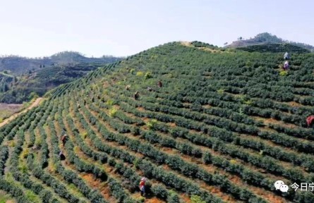 “外來(lái)媳婦”盤(pán)春梅帶領(lǐng)村民開(kāi)創(chuàng)致富路 讓窮山溝變好地方