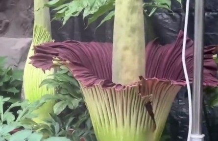 花還有臭的？“臭美”巨魔芋了解一下！