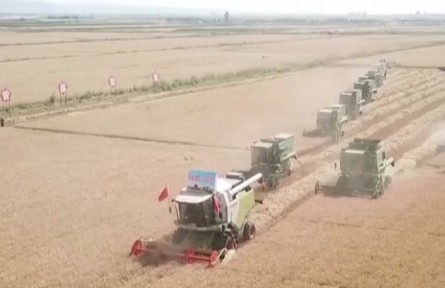 內(nèi)蒙古：河套灌區(qū)春小麥開鐮收割