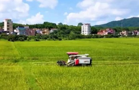 廣東：早稻收割超7成 機(jī)收減損實現(xiàn)糧食增收