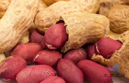 健康問答 | 吃花生能軟化血管、清除垃圾？