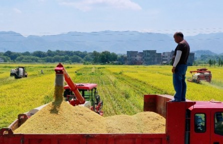 湖南常寧：25萬(wàn)余畝水稻陸續(xù)成熟 金黃一片“豐”景如畫