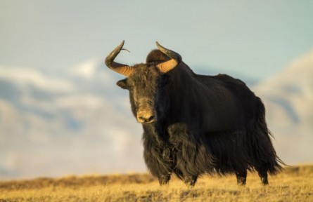青?！た煽晌骼飮壹?jí)自然保護(hù)區(qū)