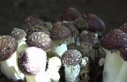 四川理塘：球蓋菇喜獲豐收 產(chǎn)業(yè)幫扶顯成效