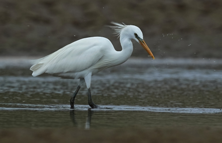 打擊野生動(dòng)植物非法貿(mào)易 combat illegal wildlife trade
